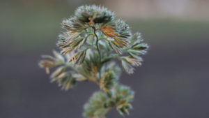 wortezauber_design_einzigartigkeit_blume_rechte_yvonne_mitschka