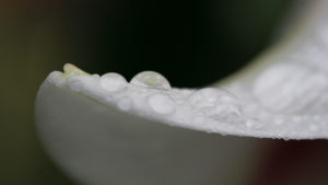wortezauber_design_orchidee_rechte_yvonne_mitschka