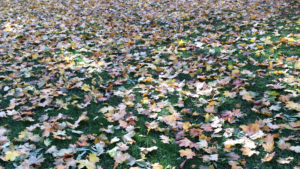 wortezauber_website_blaetter