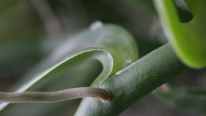 wortezauber_website_reichweite_staengel_rechte_yvonne_mitschka